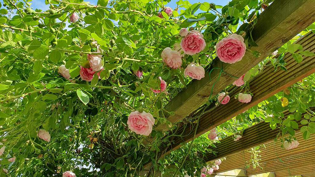 Pink rose trellis with climbing roses draped over a wooden pergola.