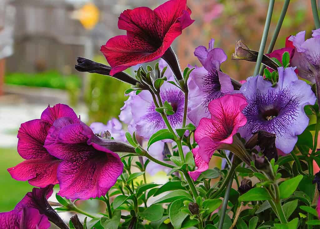 Bright pink and purple petunias blooming in a hanging garden basket.

