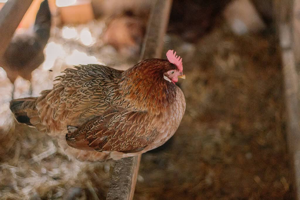 A brown patterned chicken perched on a rail inside a dimly lit coop.