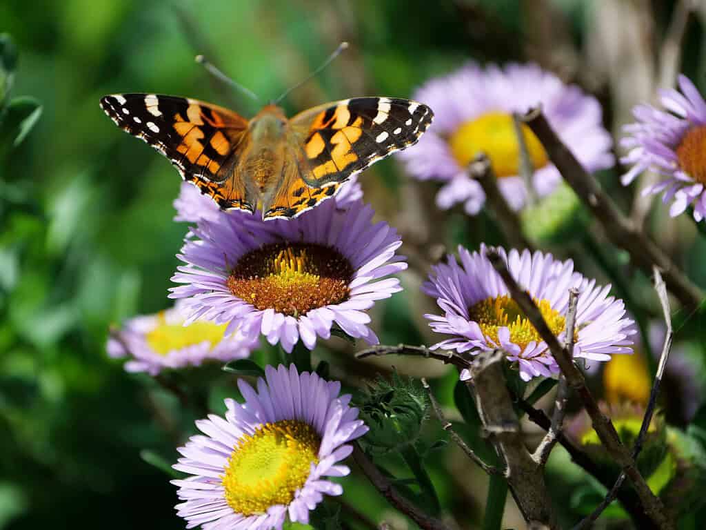 Butterfly resting on purple cottage garden flowers in a lush summer garden.
