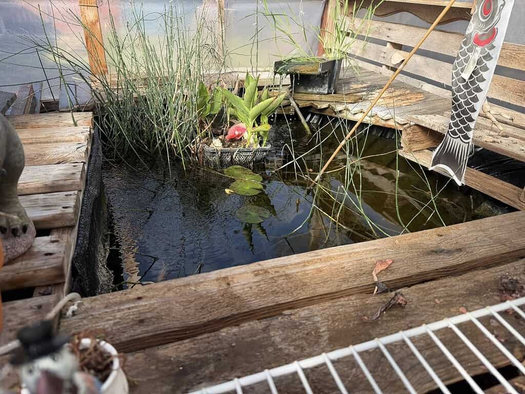 Mini pond with aquatic plants, lily pads, and a small waterfall feature inside a wooden-framed enclosure.
