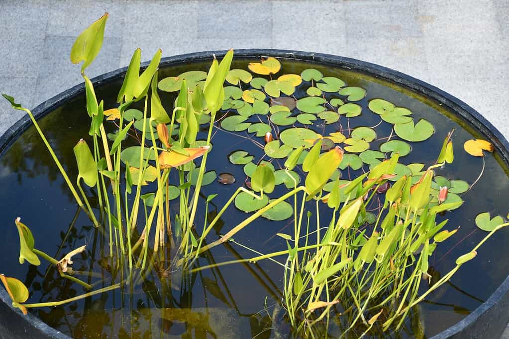 Container mini pond with lily pads and aquatic plants.
