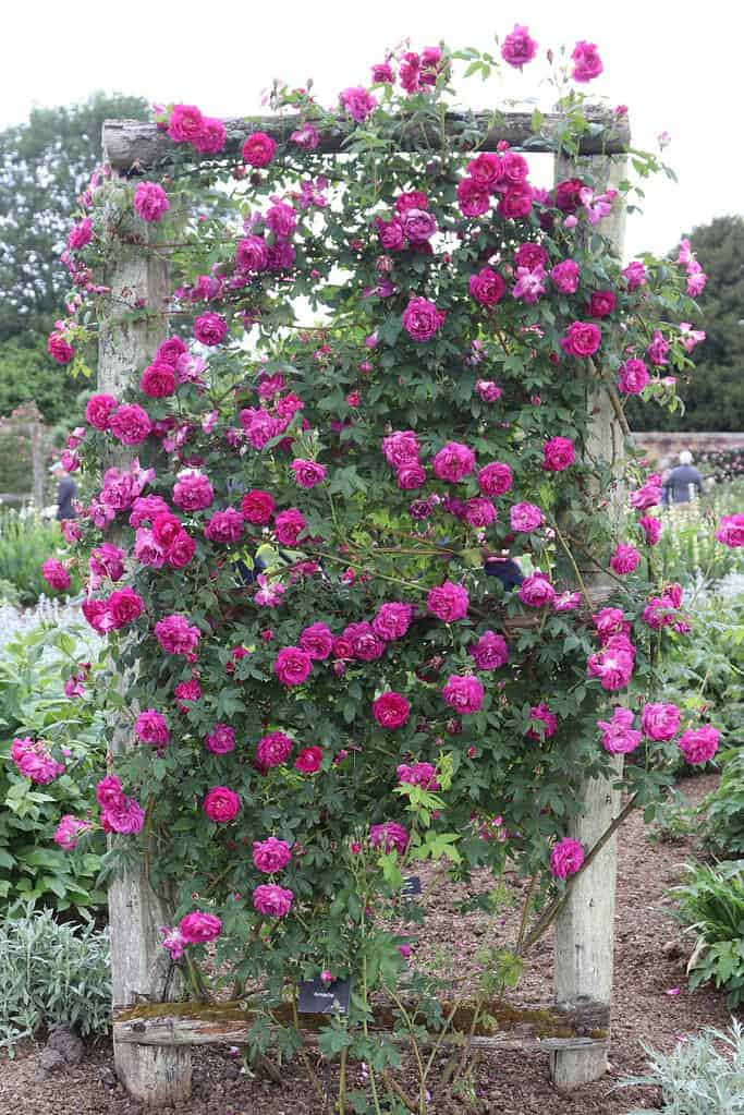 Purple climbing roses covering a wooden rose trellis in a garden.