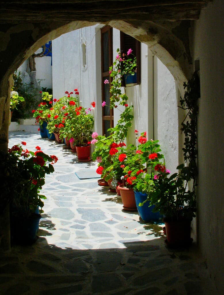 Flower pots with red and pink blooms lining a sunlit stone walkway.