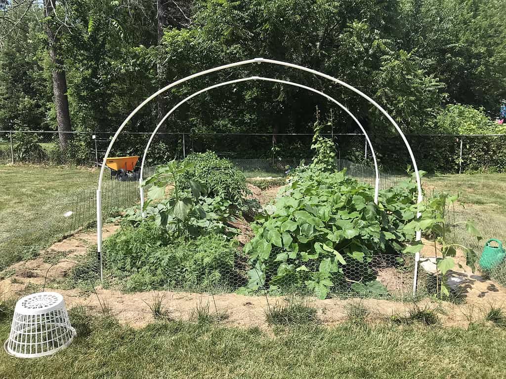 Vegetable garden with large squash plants growing beneath a white arch trellis.
