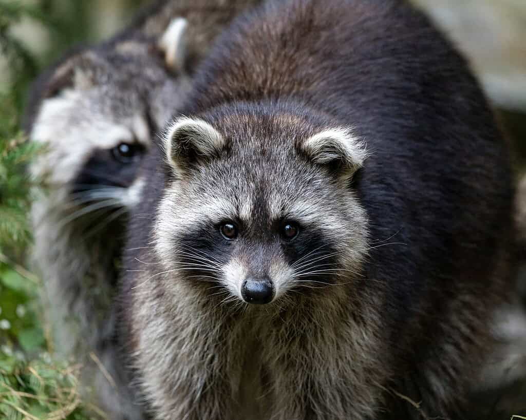 Two raccoons standing close together outdoors.
