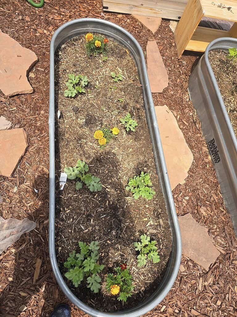 Oval metal raised garden bed with young watermelon plants and marigold flowers spaced throughout the soil.
