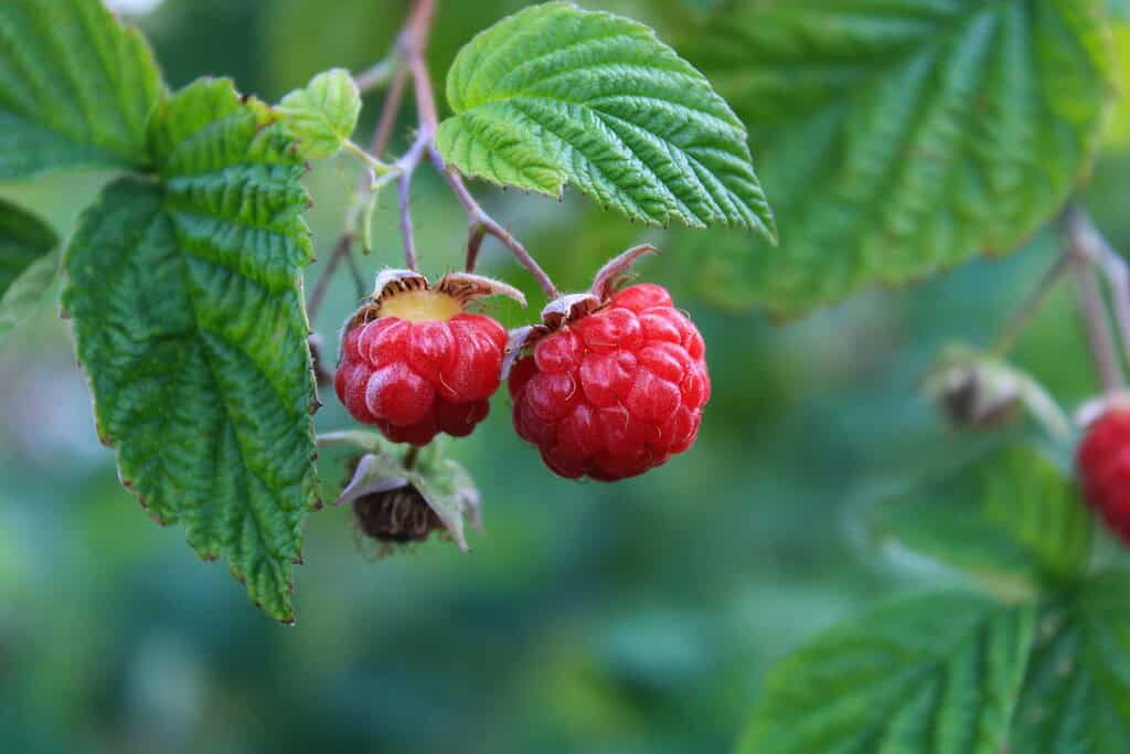 Close-up of two ripe red raspberries hanging from a leafy branch with a blurred green background.