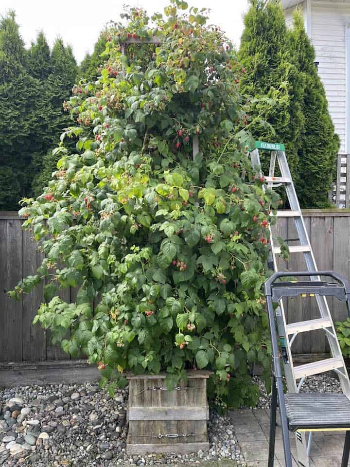 A towering raspberry bush overflowing with ripe red berries grows in a wooden planter beside ladders in a backyard garden.
