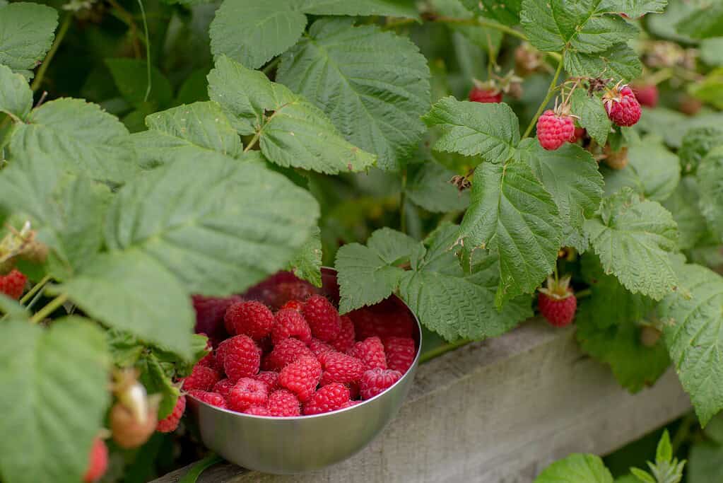 Bowl filled with freshly picked raspberries nestled among leafy raspberry plants with ripe berries still on the vine.
