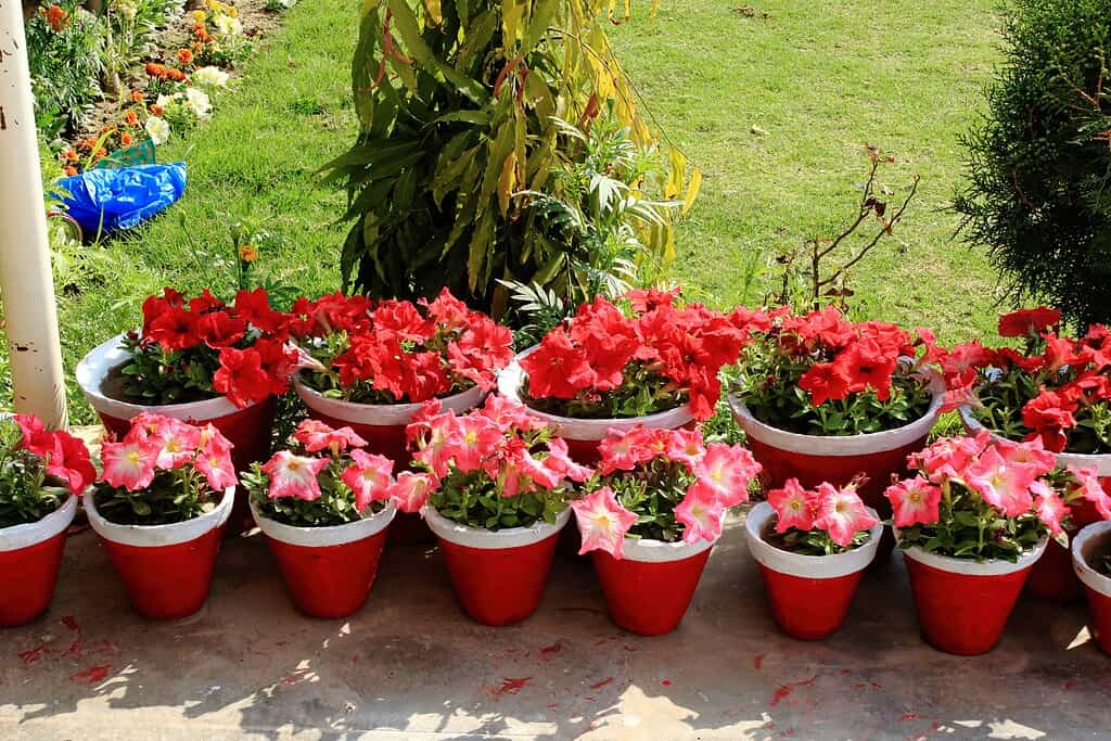 Flower pots with vibrant red and pink petunias arranged outdoors in a garden.