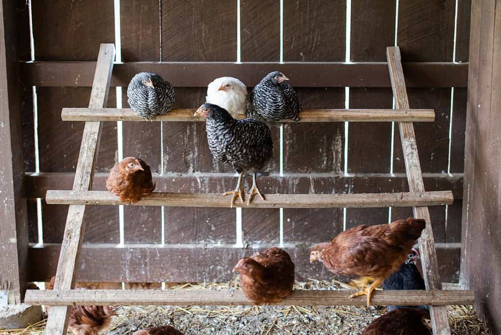 Several chickens perched on wooden roosts inside a barn.