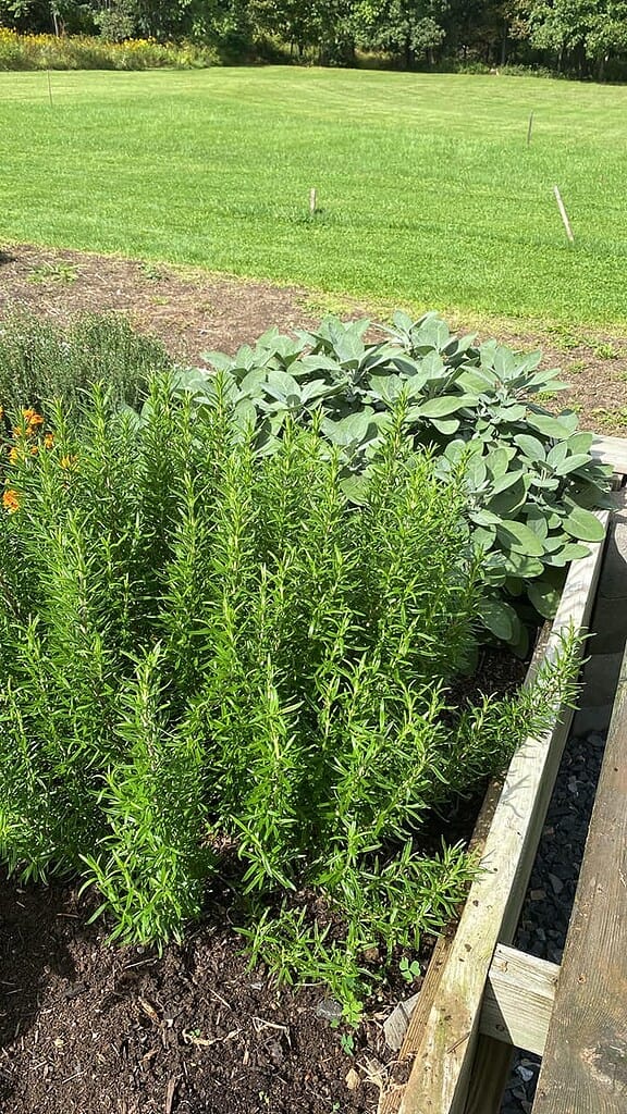 Tall rosemary plants growing in a raised herb garden bed beside sage.

