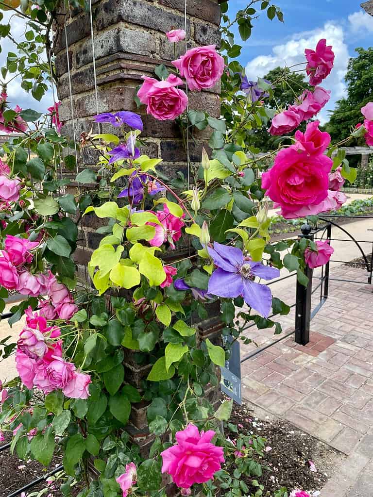 Cottage garden roses and purple clematis climbing a brick garden pillar.
