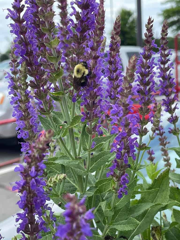 Bumblebee on purple salvia flowers in bloom.
