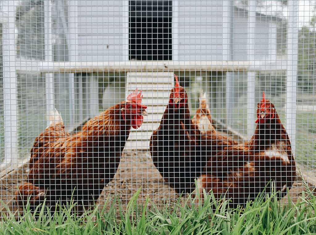 Three brown chickens standing inside a fenced outdoor enclosure with grass in the foreground.