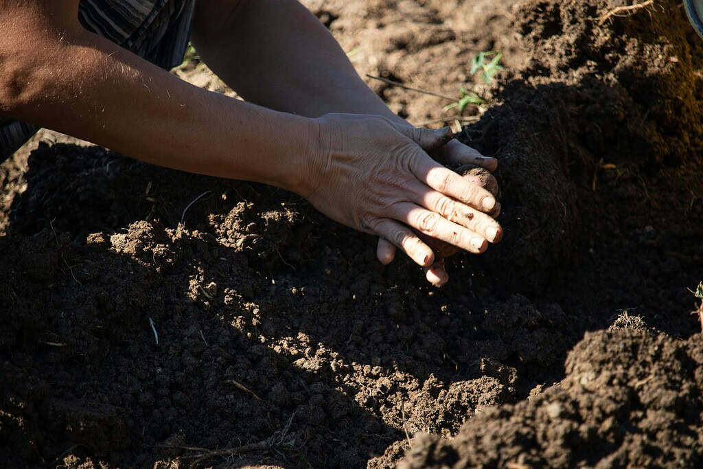 Hands planting a seedling in freshly dug soil.
