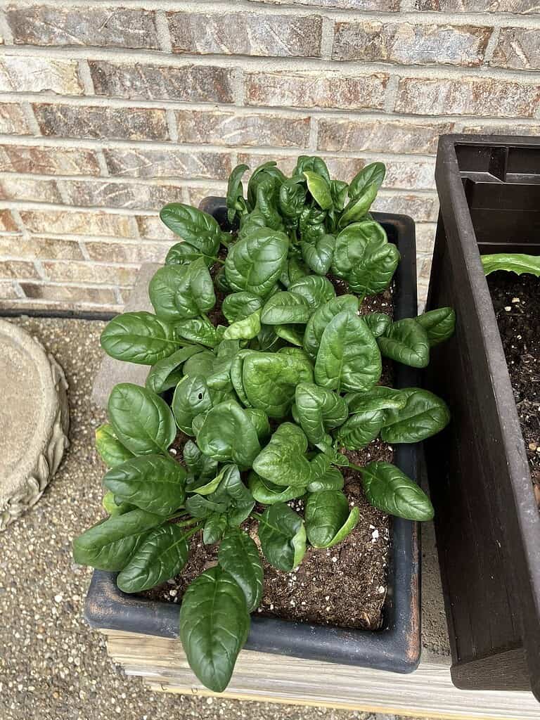 Healthy spinach plants growing in a rectangular container beside a brick wall.