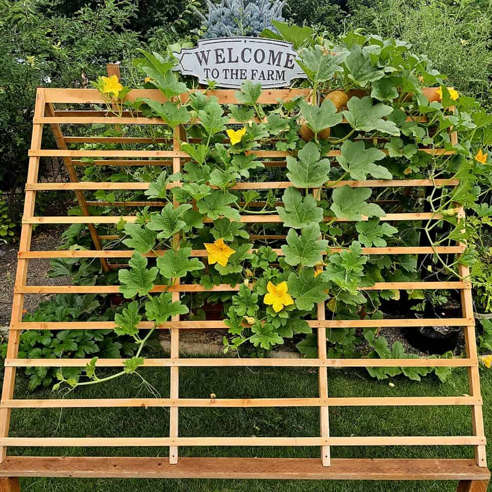 Trellis covered with lush squash vines and yellow blooms in a garden.