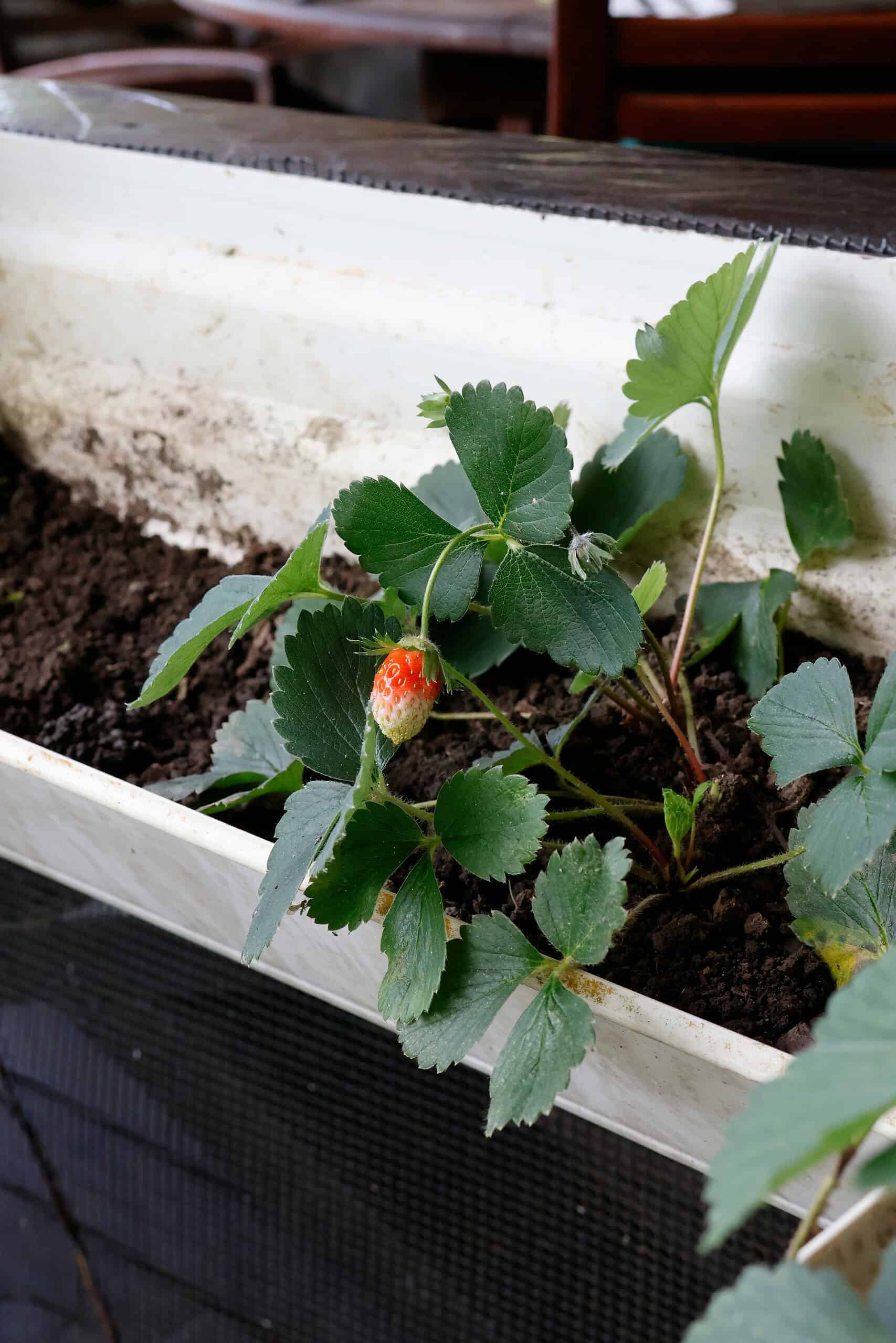 Strawberry plant growing in a raised planter box.