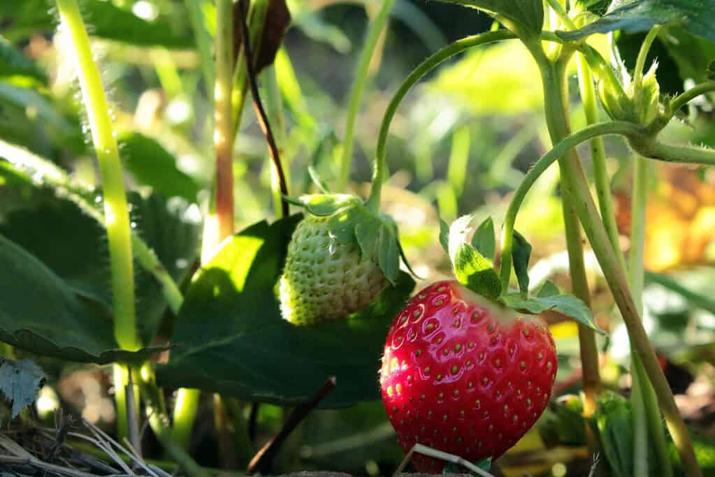 Close-up of ripe and unripe strawberries hanging on the plant in sunlight.