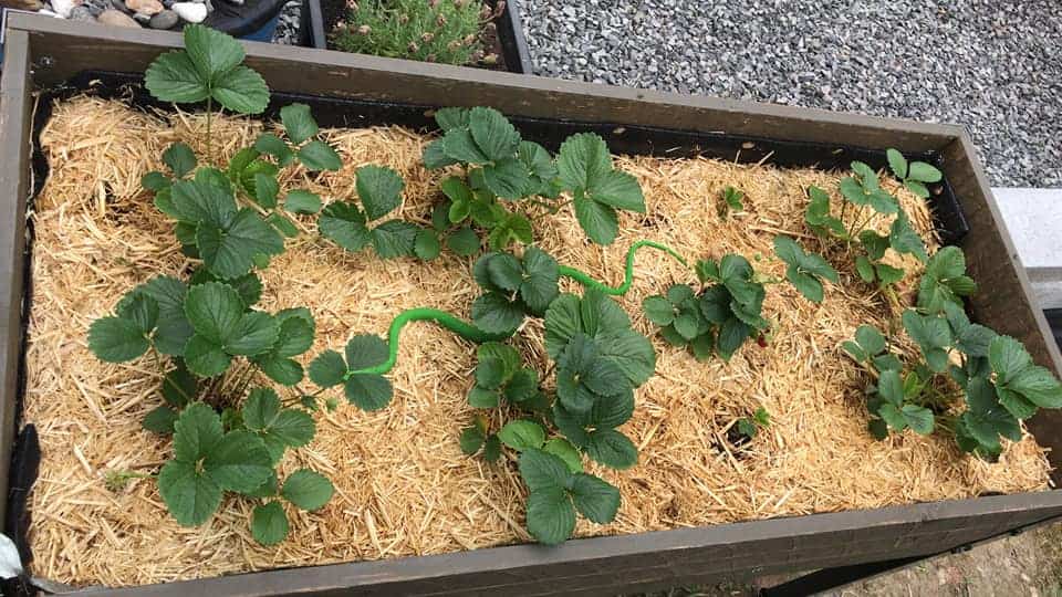 Raised garden bed with young strawberry plants growing in straw mulch.