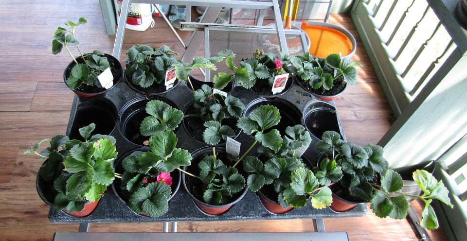 Tray of potted strawberry plants arranged on a porch table in sunlight.
