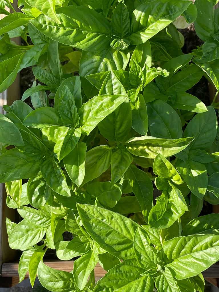 Healthy sweet basil plants with large green leaves growing in raised garden bed