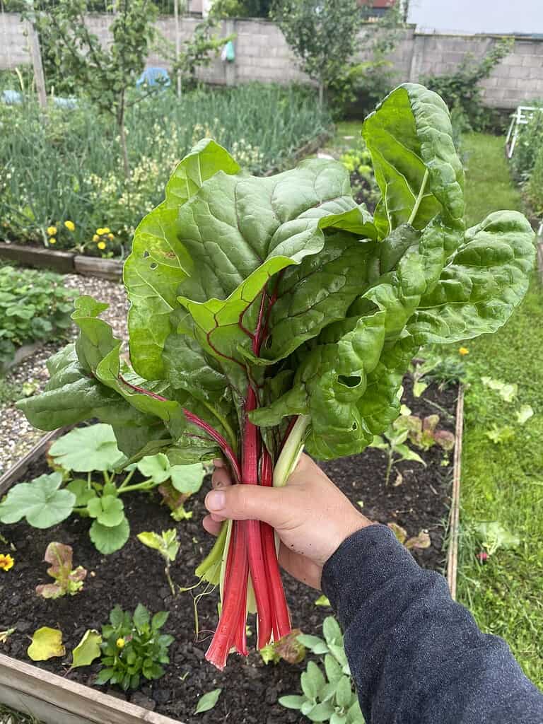 Hand holding freshly harvested Swiss chard with red stems in a backyard vegetable garden.