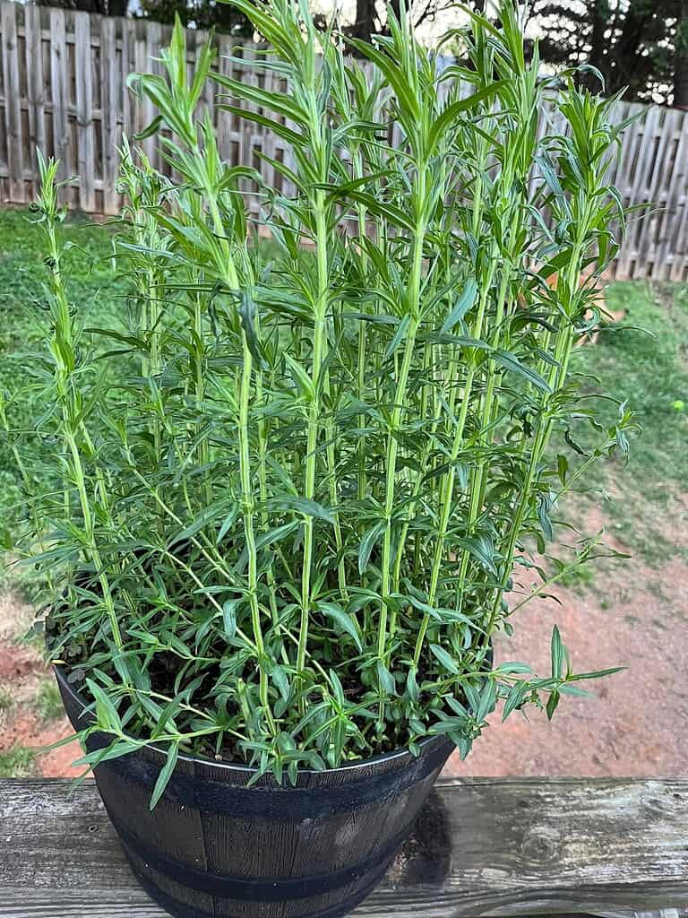 Tall green tarragon herb growing densely in a black container outdoors.
