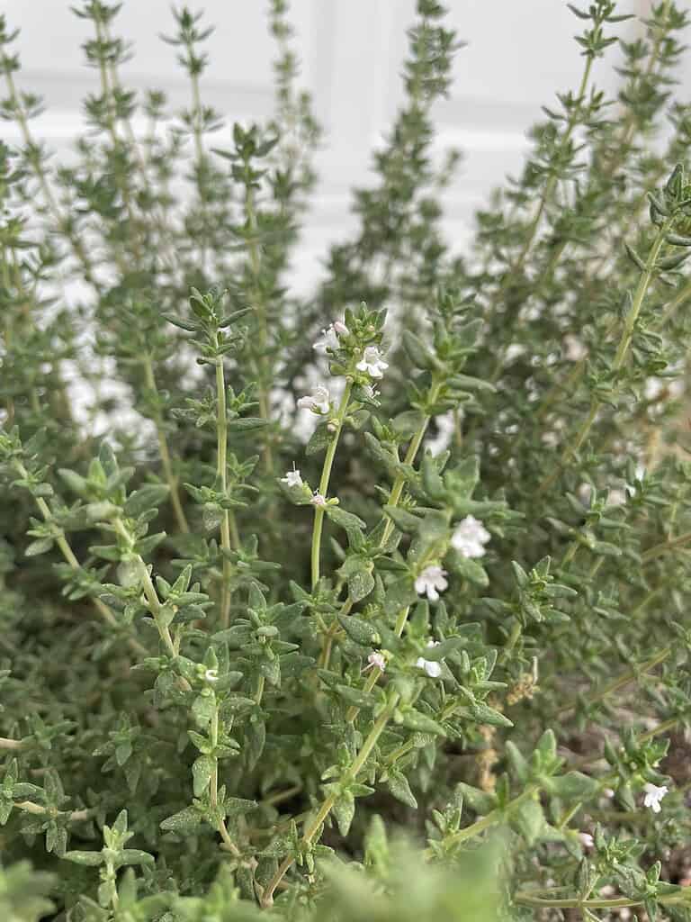 Flowering thyme herb with tiny pale purple blossoms and dense green stems.
