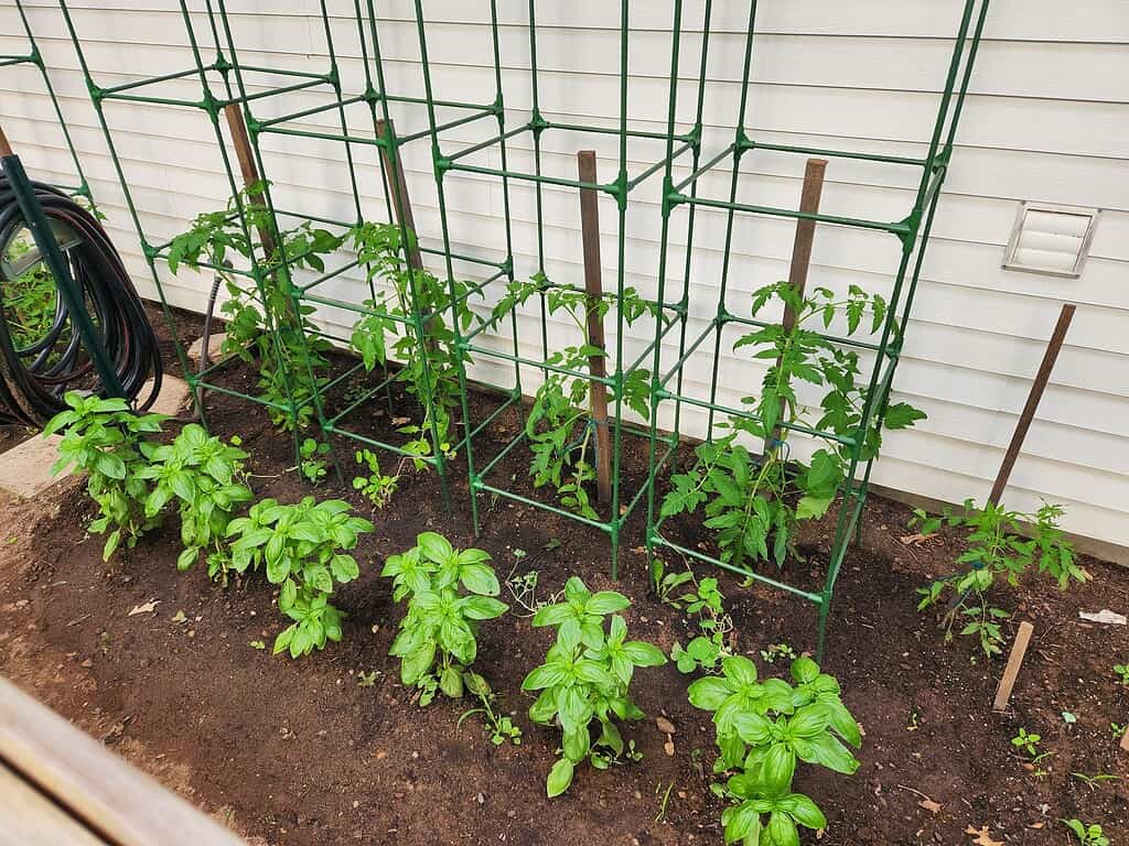 Tomato and basil plants growing beside green garden trellises.
