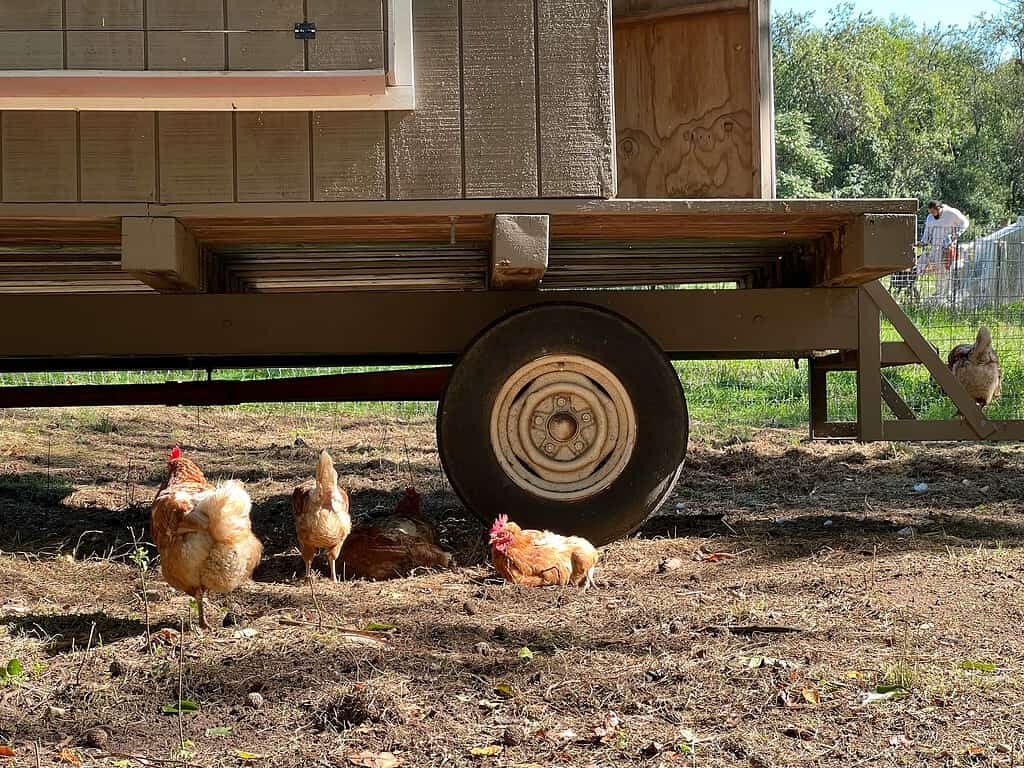 Mobile chicken coop trailer with hens resting underneath.
