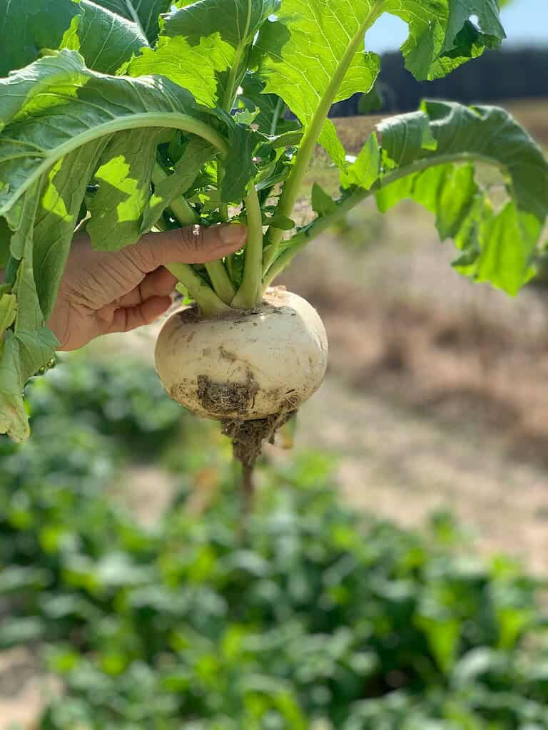 Hand holding a freshly harvested white turnip with large green leaves in a garden.