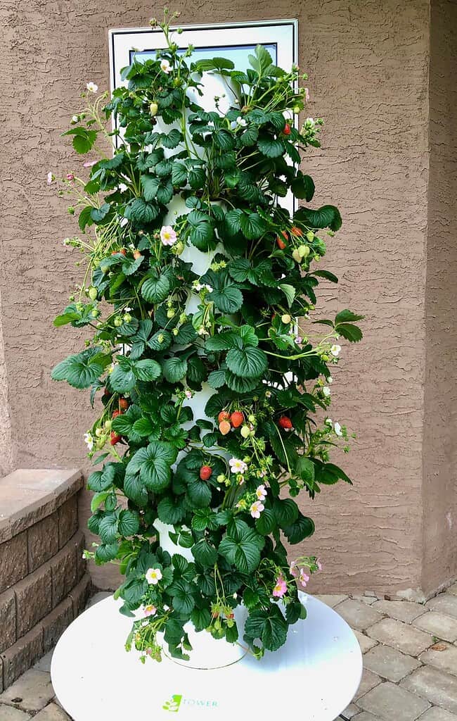 Vertical strawberry tower planter covered with green leaves, flowers, and ripening strawberries on a patio.