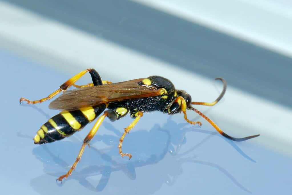 Side view of a black-and-yellow wasp with folded wings and curved antennae on a smooth surface.