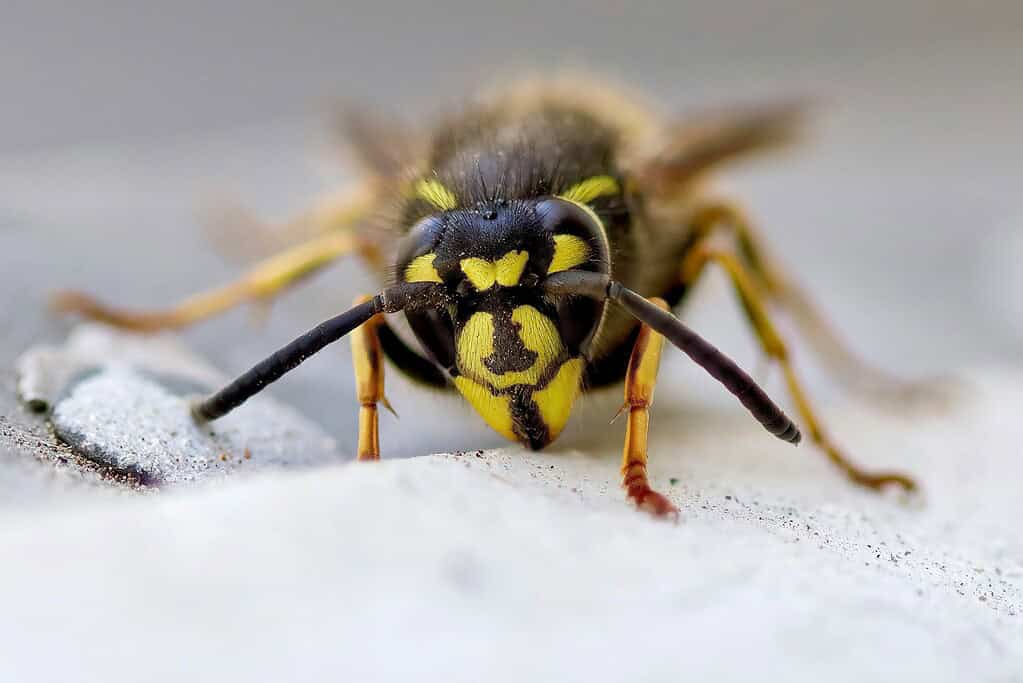 Close-up of a yellow-and-black wasp facing the camera on a light surface.