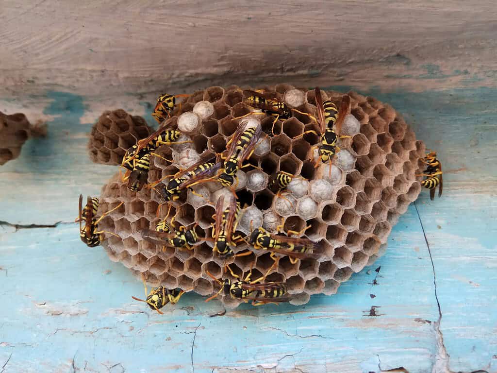 Cluster of yellowjackets crawling over an open paper nest with visible hexagonal cells.
