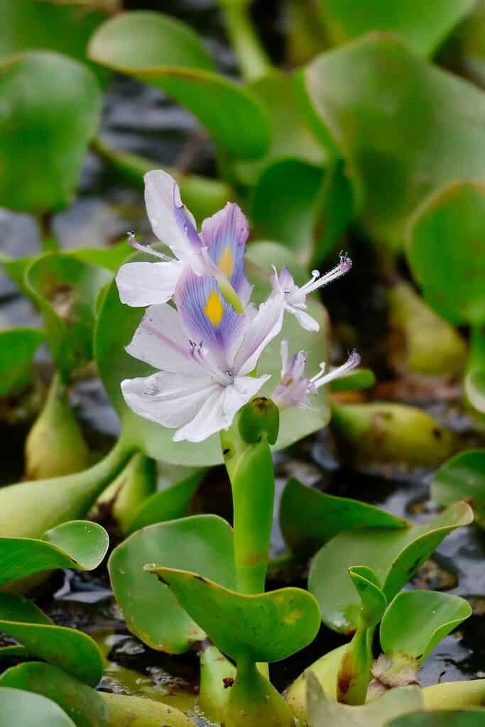 Close-up of a water hyacinth flower growing in a pond.
