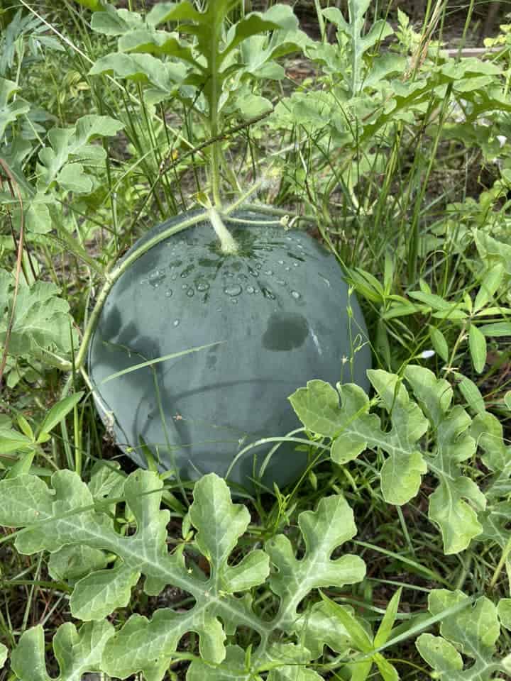 Dark green watermelon growing on a vine in grassy garden foliage with water droplets on the rind.
