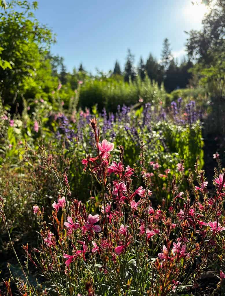 Sunlit cottage garden with pink wildflowers and purple blooms in a lush landscape.
