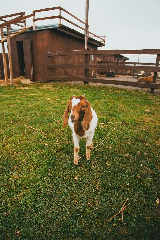 Young goat standing on grass near a wooden farm shed.
