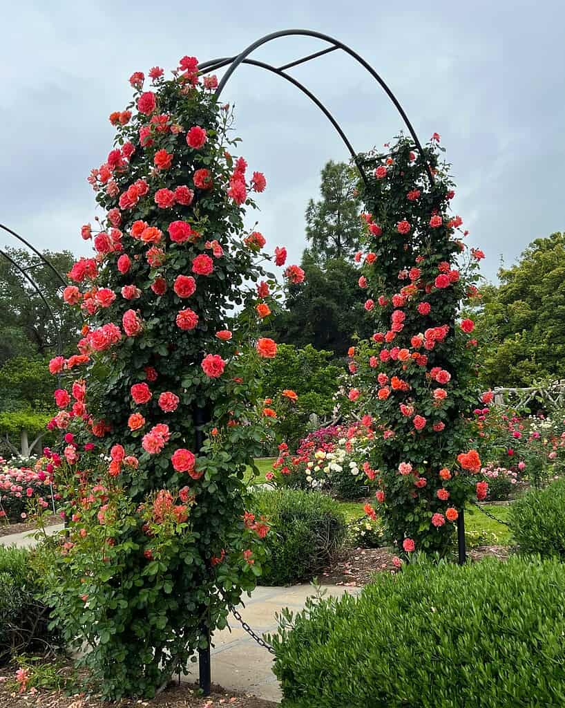 Rose trellis arch with coral climbing roses in a garden landscape.