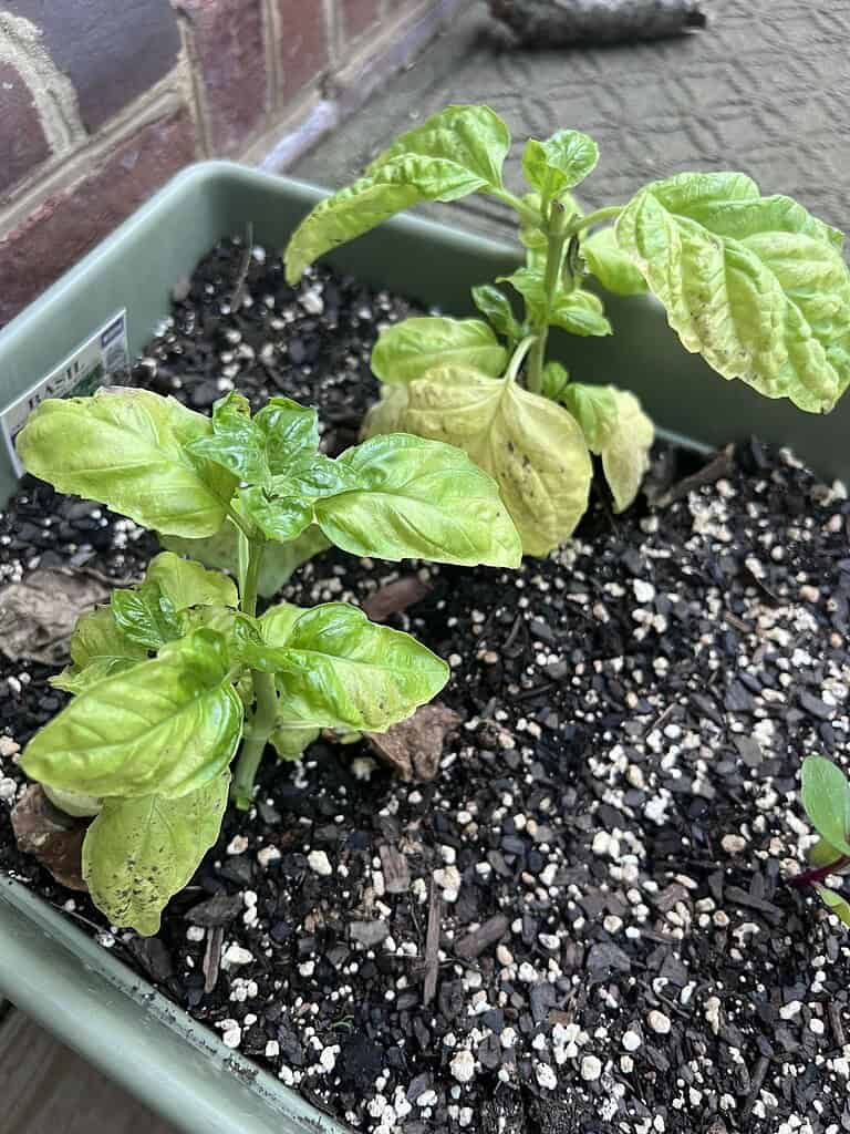 Young sweet basil plants with yellowing leaves growing in container garden