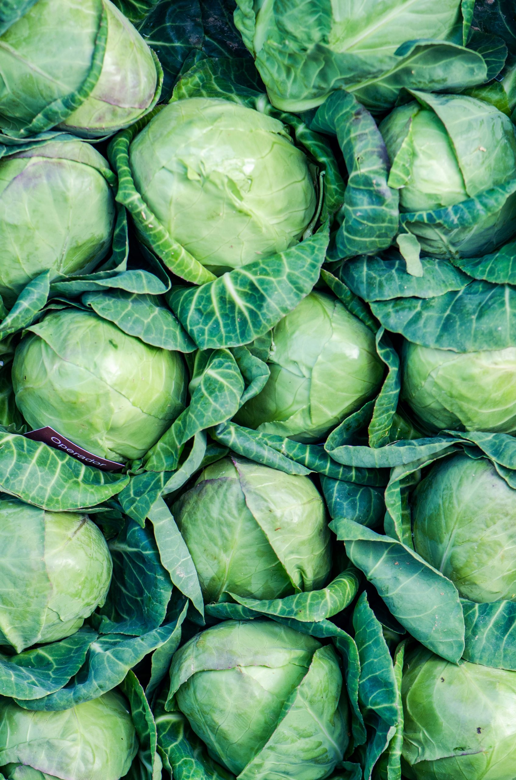 Green cabbages with outer leaves.
