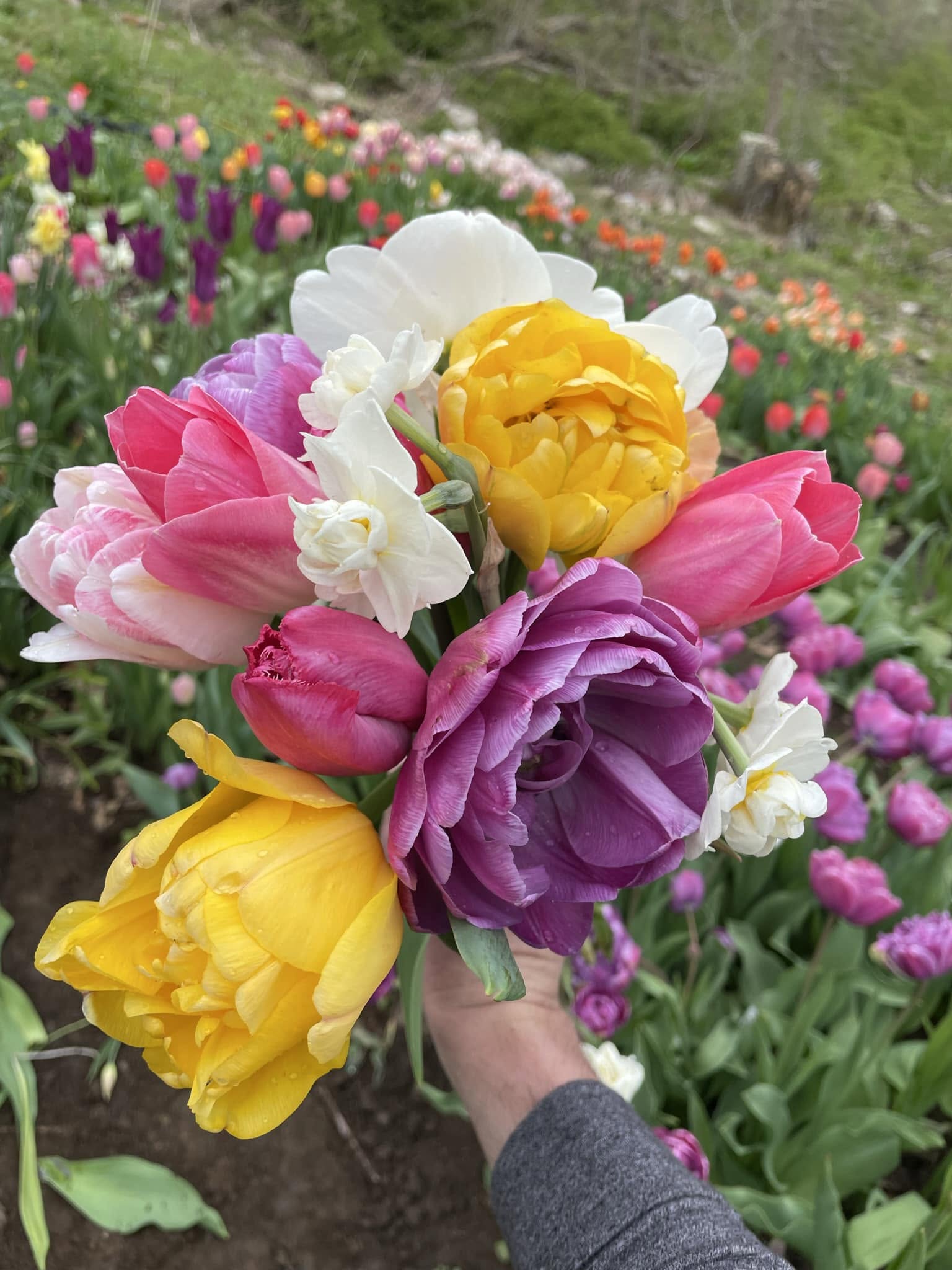 Hand-held bouquet of colorful tulips and white daffodils, featuring pink, purple, yellow, and white blooms in a flower garden.