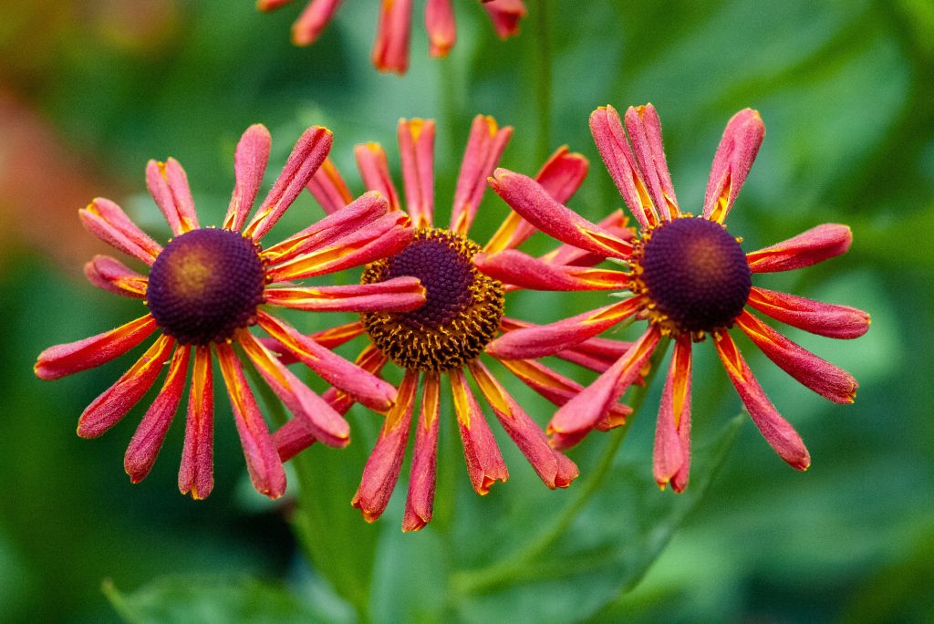 Close-up of red-orange Helenium (sneezeweed) flowers with dark brown centers blooming against a green garden background.
