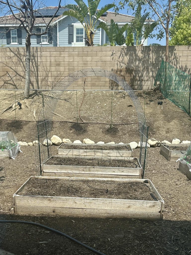 Raised garden beds with irrigation lines and a metal arch trellis in a backyard garden before planting.