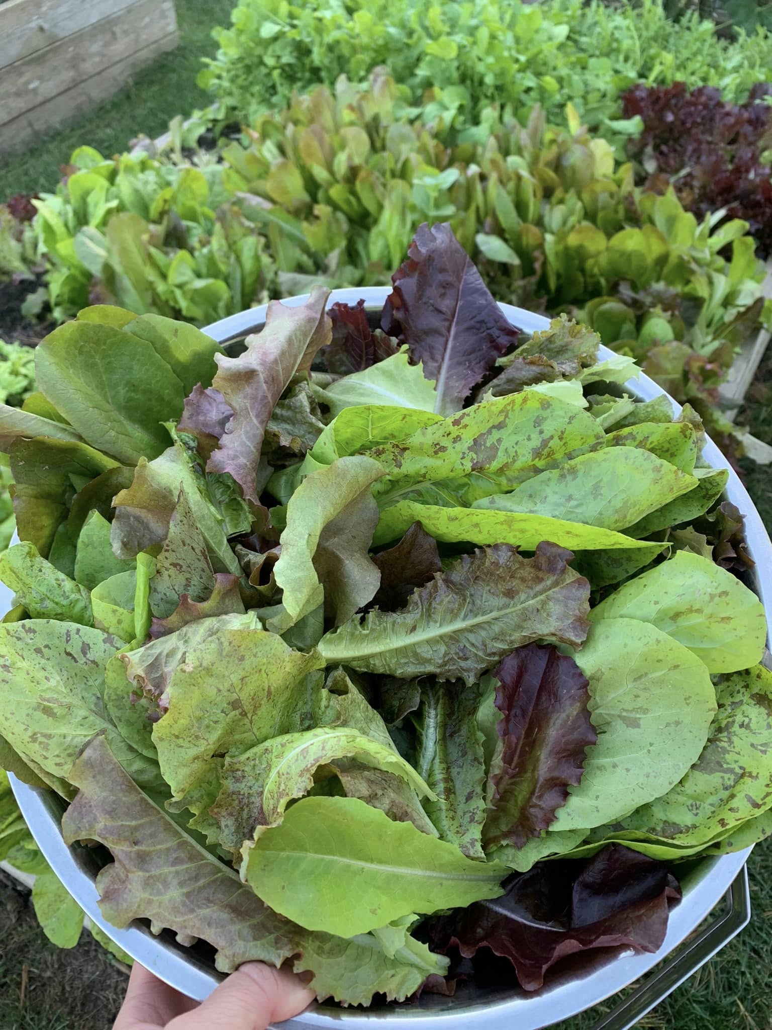 Freshly harvested mixed lettuce leaves in a garden bed.