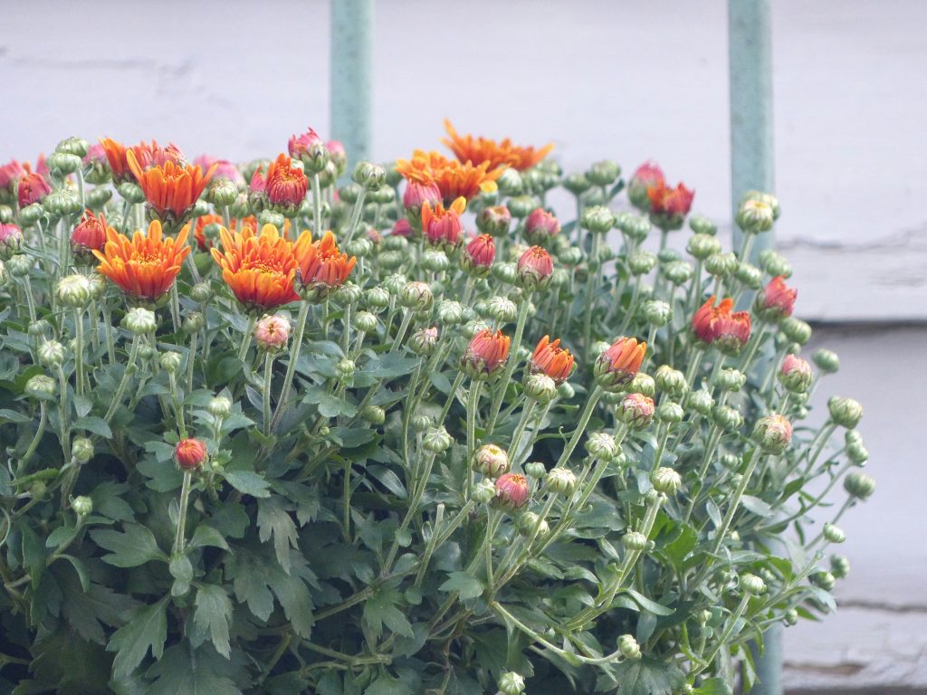 Orange chrysanthemum flowers with many unopened buds blooming in a garden planter.